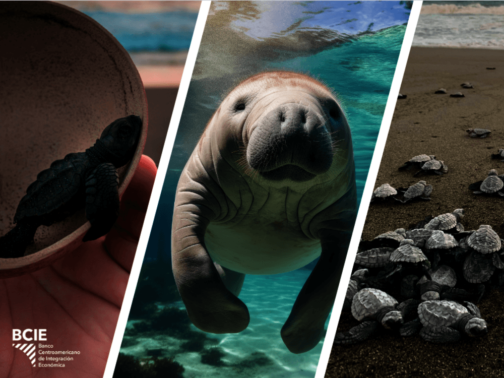 BCIE colabora con la conservación de tortugas marinas y manatíes en Guatemala