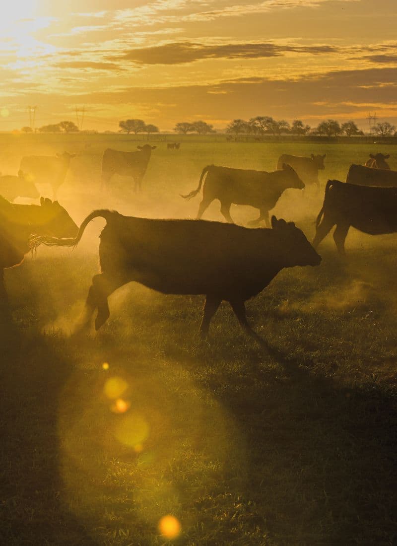 Sistemas Silvopastoriles